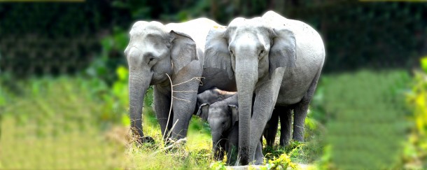 elephants