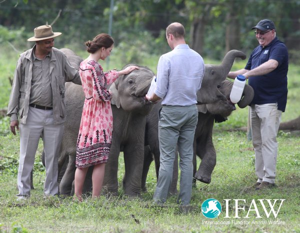 feeding-baby-elephants