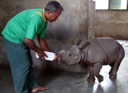 rhino-being-fed-cwrc-rinku