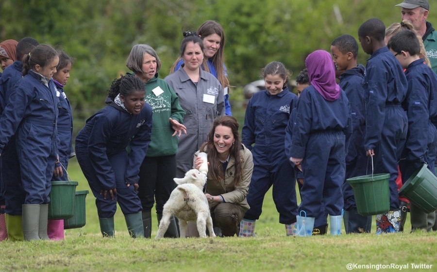 Kate feeding stinky the lamb on the farm