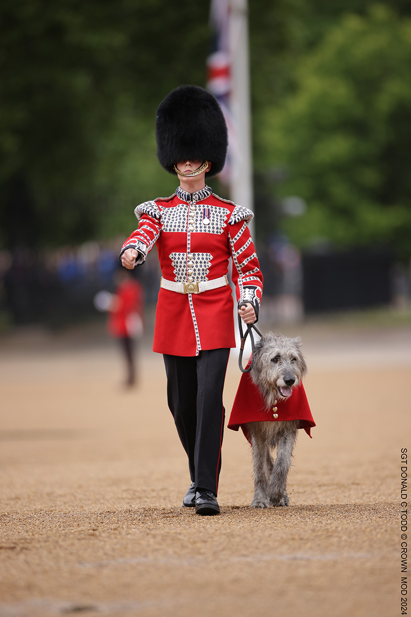 Irish Guard walks with wolfhound mascot at Trooping the Colour today